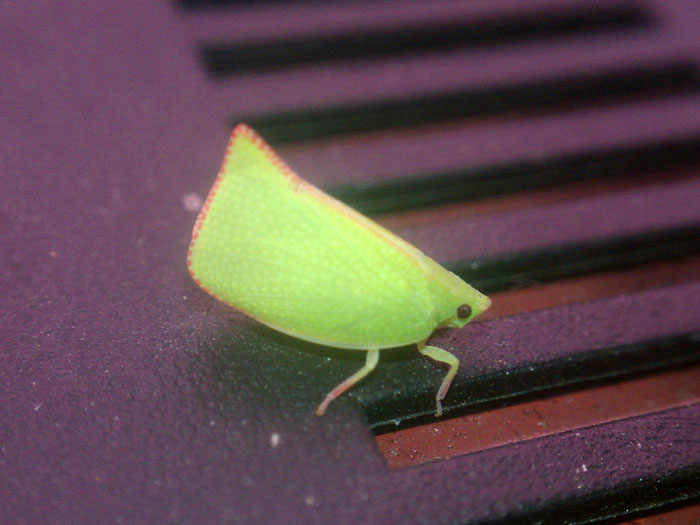 Planthopper.jpg